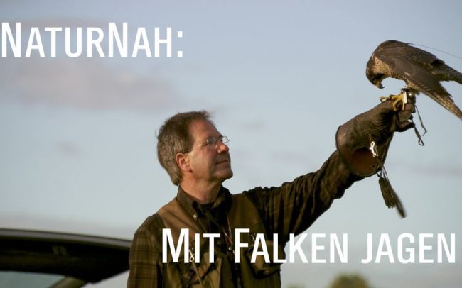 Mit Falken Jagen - Jochen Lehmann mit Falke Titel (c) LOOKSfilm