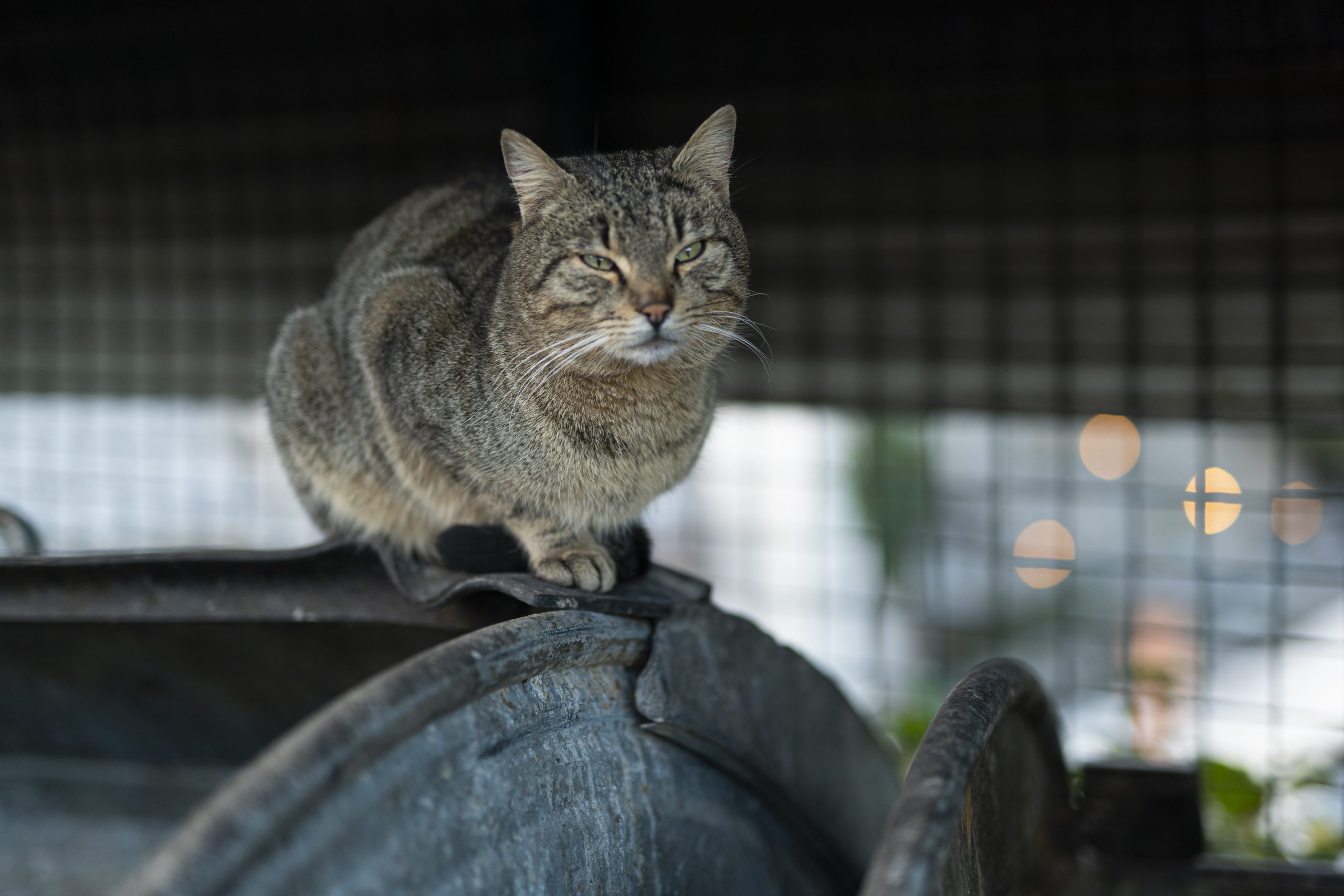 A cat atop a garbage bin A cat atop a garbage bin